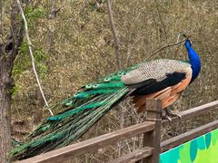 -西霞口神雕山野生动物世界