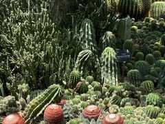 -深圳仙湖植物园