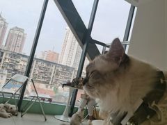 -怪兽屋·羊驼·猫咖·狗咖(俊华广场店)