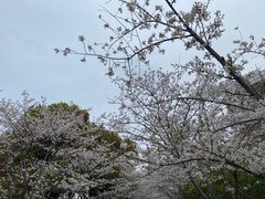 -高东镇樱花园