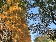 -西溪国家湿地公园