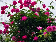 -人民公园(罗湖区)