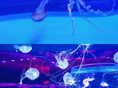 -上海海昌海洋公园