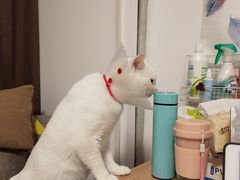 -伟伟宠物医院·CT影像中心·瑞派犬猫综合性门诊(汉口总院)