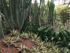 -呀路古热带植物园