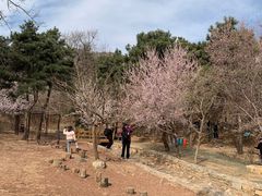 -北京西山国家森林公园