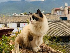 -喵屿·大理花园猫咖