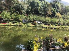 -深圳仙湖植物园