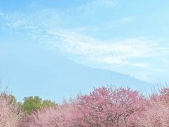 -三垟湿地