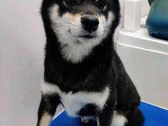 -纳吉亚猫专科动物医院·北北分院