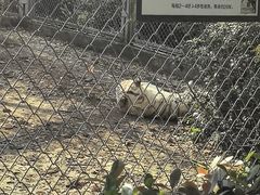 -合肥野生动物园