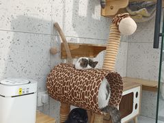 -喵园·猫主题咖啡厅·撸猫·猫咖(国贸店)