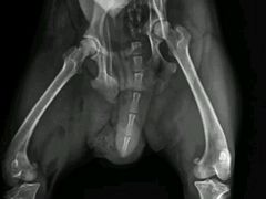 拍的片子-伟伟宠物医院·CT影像中心·瑞派犬猫综合性门诊(汉口总院)