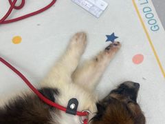 -仁普宠物诊所·中兽医·夜诊·狂犬免疫点(住友昌盛新苑店)