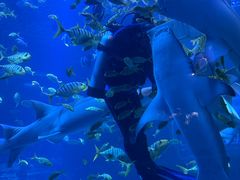 -太平洋海底世界