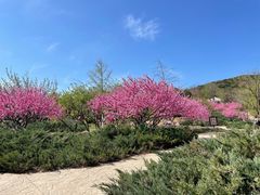 -北京西山国家森林公园