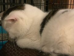 -Cappucimeow猫咪咖啡馆(韦伯时代店)