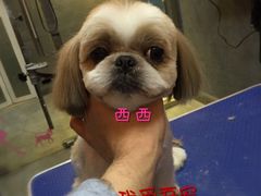 -我爱吾宠宠物美容院(朝阳路店)