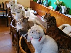 -李小姐の猫咖啡馆(五角场店)