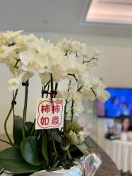 -美丽田园
