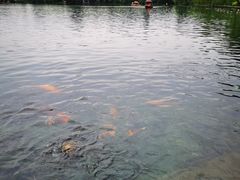 -西湖外事游船(花港观鱼码头)