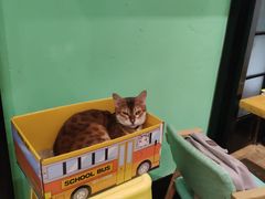-猫色咖啡·猫咖