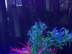 -咖啡人·融合餐厅(健康东路店)