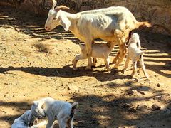 -石家庄市动物园