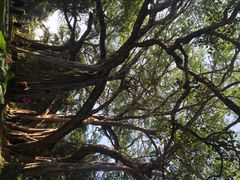 iphone_upload_pic-瑞丽独树成林风景区