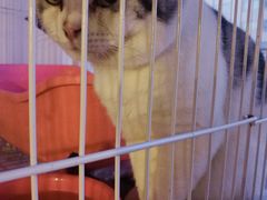 -Cappucimeow猫咪咖啡馆(韦伯时代店)