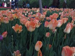 -长春公园(普阳街道)