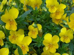 -上海不夜城广场(上海不夜城金融大厦店)