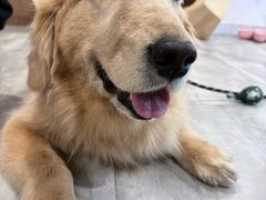 -楼上猫咖(罗湖店)