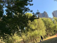 -长白岛森林公园