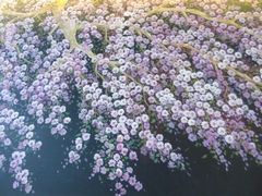 -莲寿司(国兴店)
