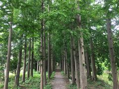 -上海长兴岛郊野公园