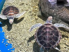 -顺德南宏海立方海洋公园