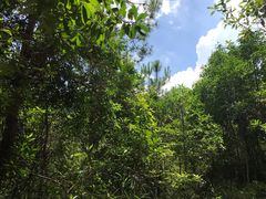 -银瓶嘴森林公园