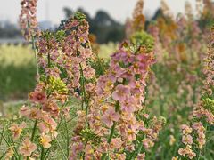 -中国天府农业博览园