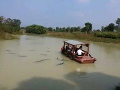 -中国扬子鳄村
