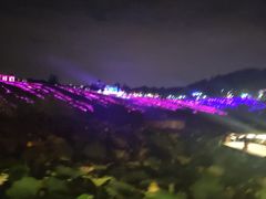 -大塘金香草谷