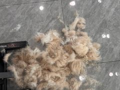 -爱洗澡的猫(望京店)