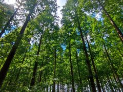 -黄海国家森林公园