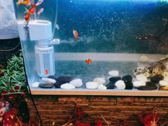 -东方豪客牛排意面披萨(金凤万达店)