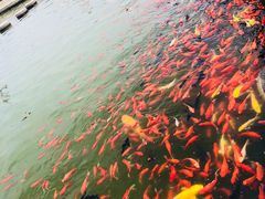 -白洋淀景区