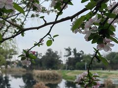 -两河城市森林公园