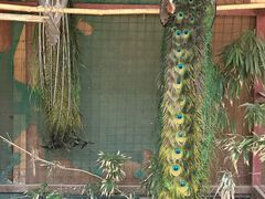 -西双版纳总佛寺