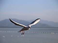 -深圳湾公园(南山区)