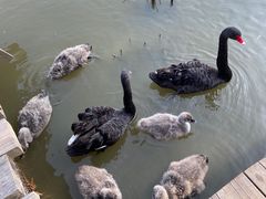 -宁波杭州湾国家湿地公园