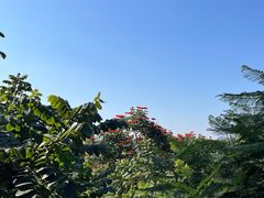 -深圳仙湖植物园